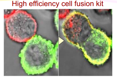 Cosmo bio转染精品—— GenomONETM HVJ‐E Transfection Kits  